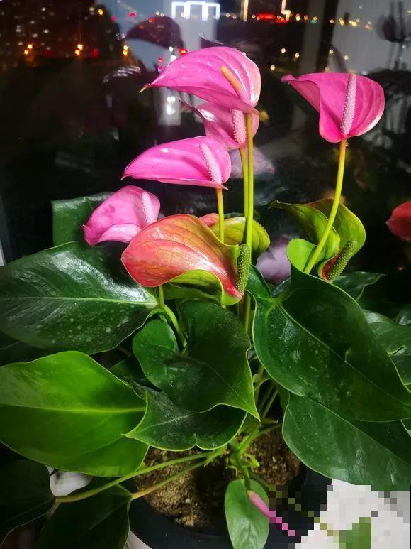 这花耐阴又吉祥，一片叶子巴掌大，比绿萝耐看多了！