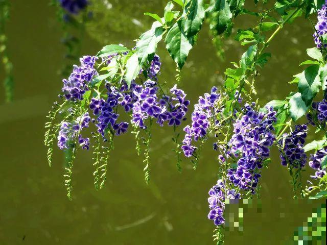 这花长得像大虾，看着就很有食欲，可在东北人这都是“苞米”！