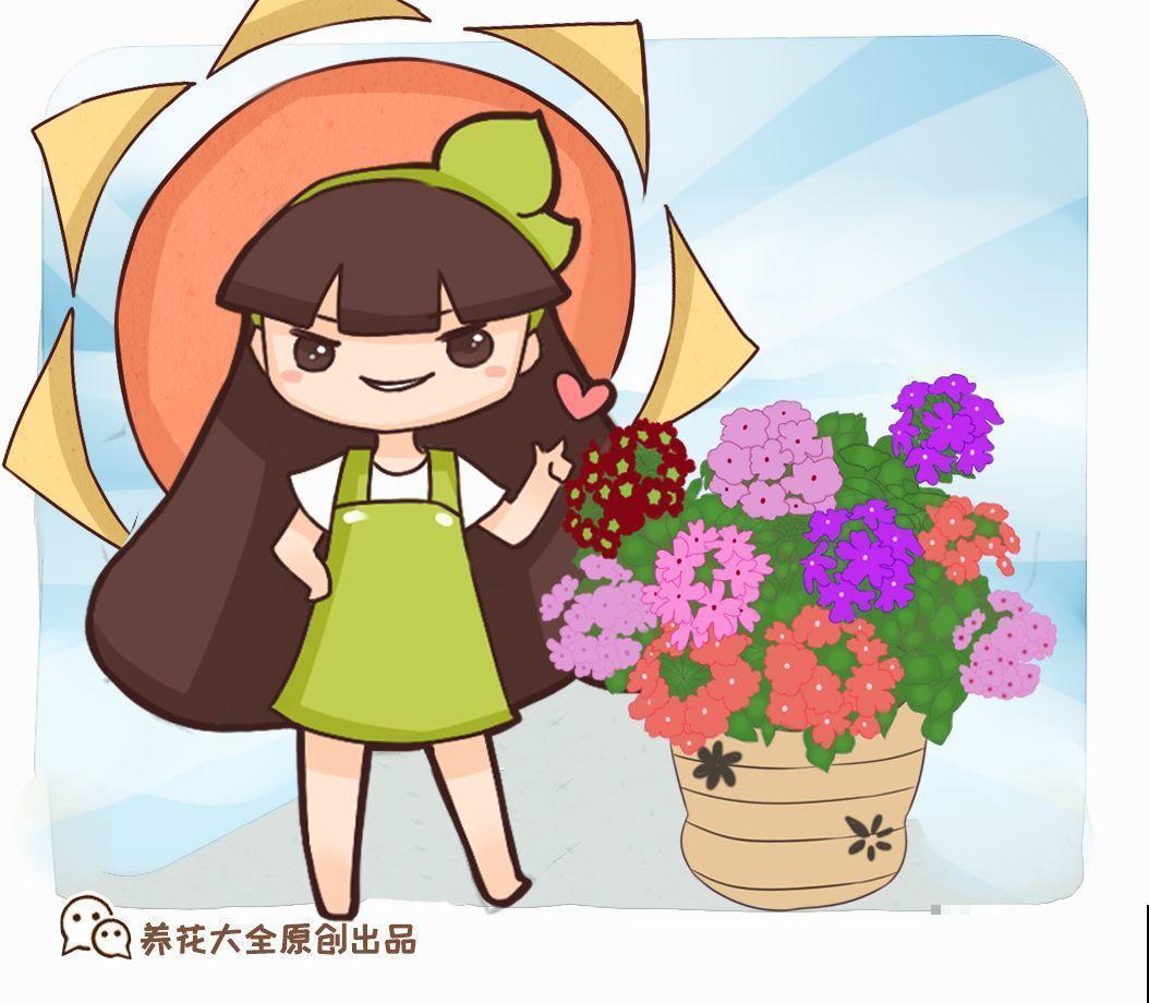 这花一年能开7个月，三伏天也挡不住爆盆，美翻了！