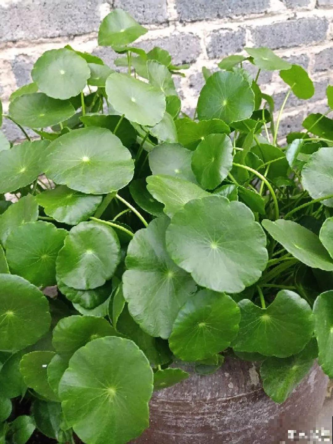 30种常见花的夏季浇水方法，告别烂根黄叶，养花无忧！