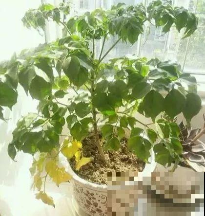 夏天养花黄叶子？赶紧剪一下，10天叶片绿的直滴油！