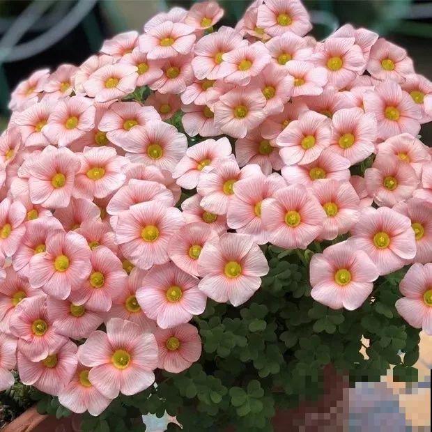 这花埋土里，不用剪就开爆，来年挖出来种球数翻10倍！
