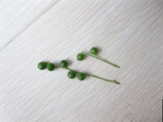 这5种花，剪根枝条就能长，半年收获一盆小豆豆！