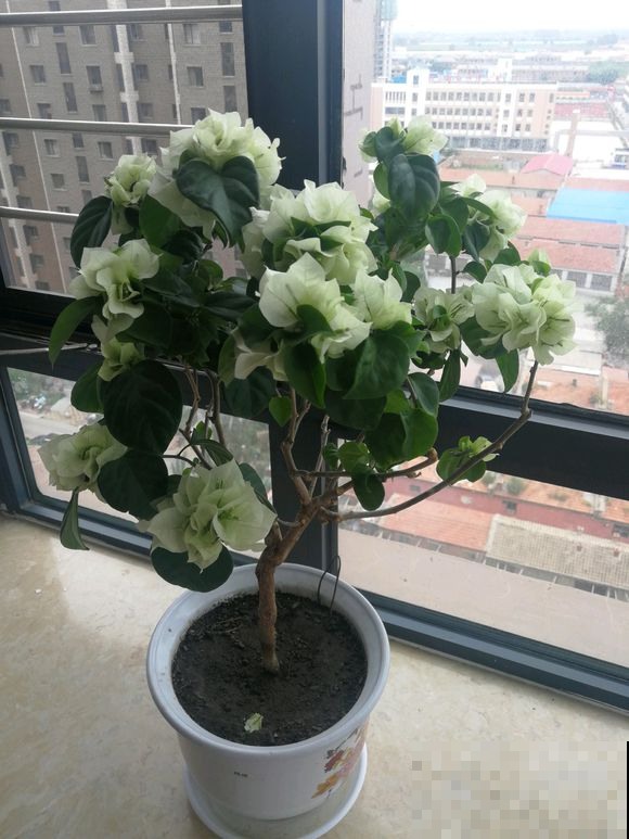 三角梅学一招，不用一月就开花，整个秋天有得看！