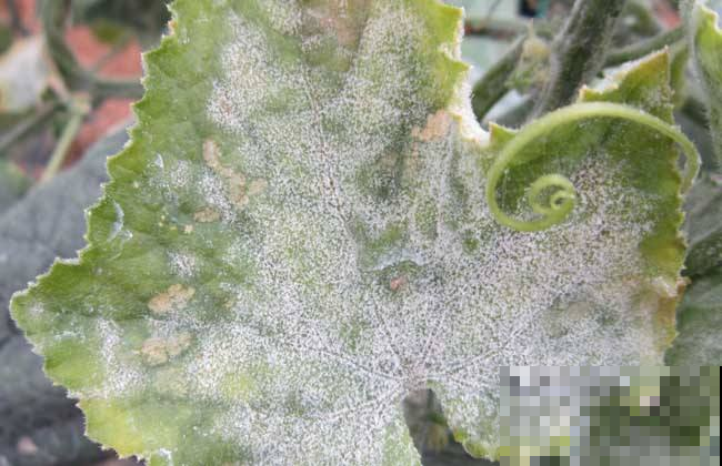 蔬果叶子上咋突现面粉，原来是这东西搞鬼，立马清除！
