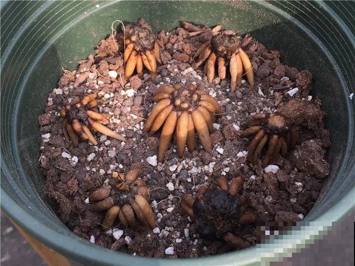 姐姐养的花，5年生了10麻袋，得用大铲车挖才行！