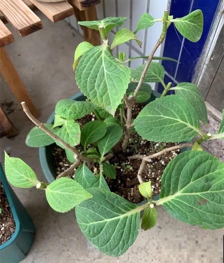家里养这花，8月底必须剪，不然明年甭想赏花啦！