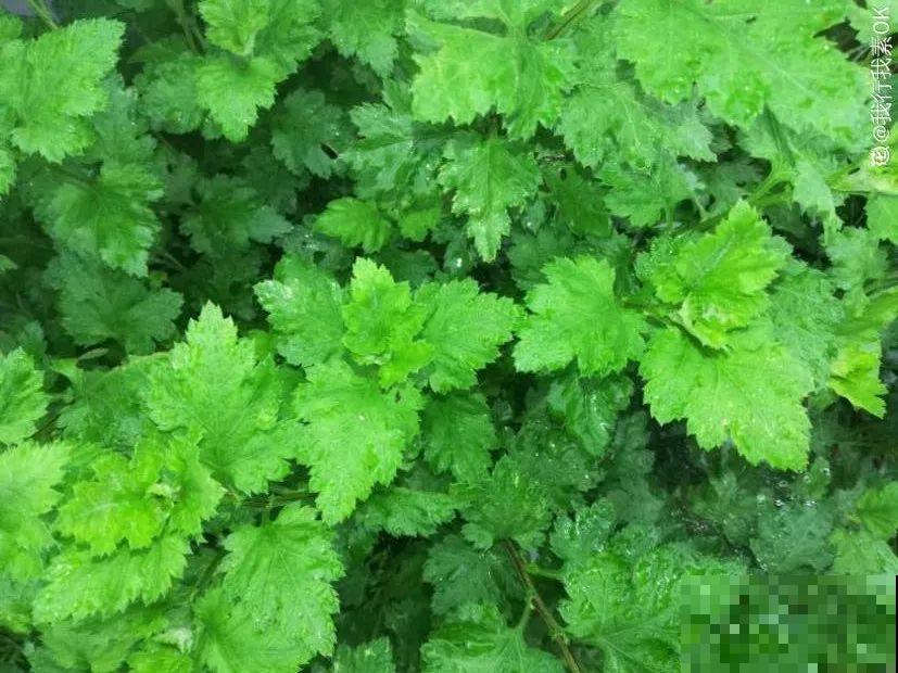 9月快上壮花肥，10天撒一把，新芽蹭蹭往外长！