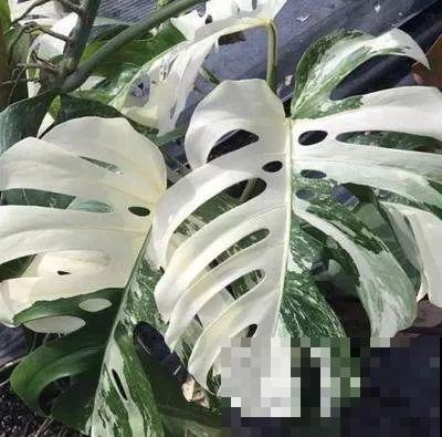 买花听到这4句话，掉头就走，不然坑的就是你！