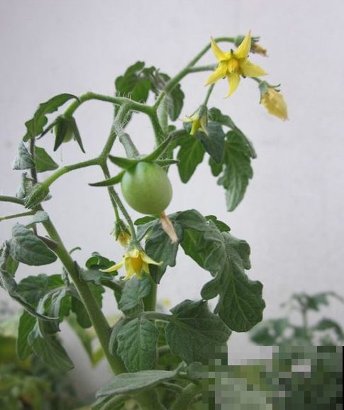 阳台种盆小番茄，不用一周就出芽，结的果子摘不完！
