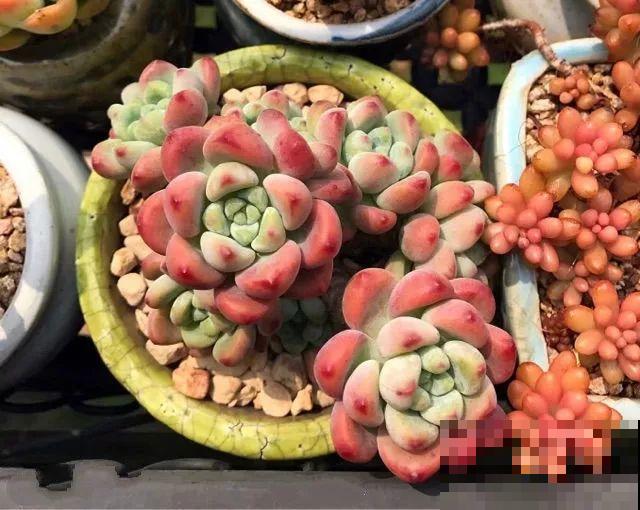 夏天养不好多肉？那是没挑对品种，这几种再热也不怕！