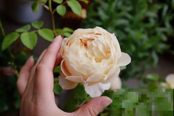 这花一年能开8个月，开完剪，剪完开，养花人都爱它！