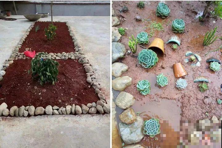 爸妈不在家，我在院子里疯狂种多肉，年年回家吓一跳！