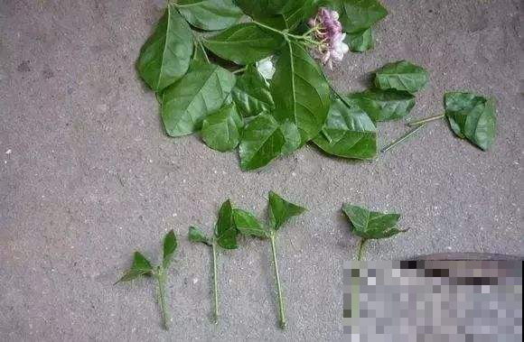 这2种花，遇水就生根，现在扦插刚好秋天栽土里！