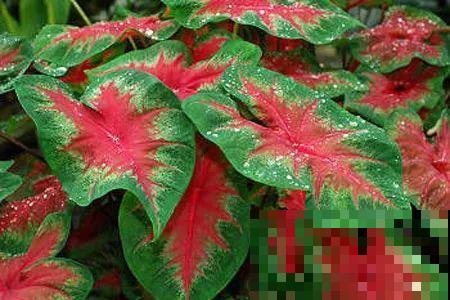 9种新晋网红绿植，摆家里提档次，邻居看了都眼馋！