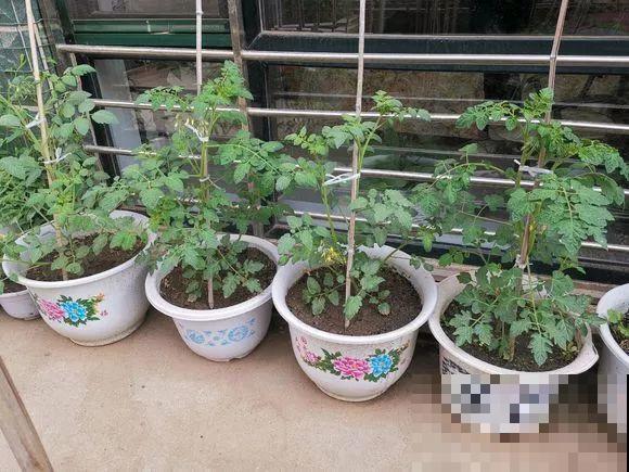 羡慕家里有小菜园的，盛夏季节，通通都爆发！