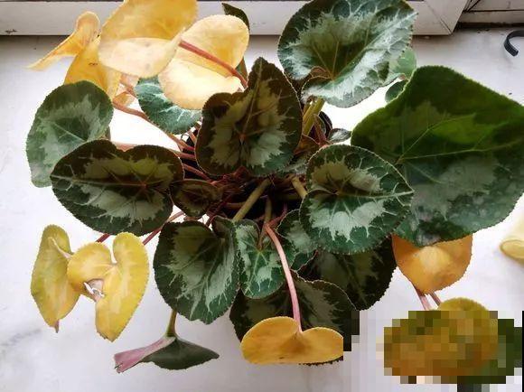 会休眠的12种花，想要安全度夏就别折腾，越浇水死的越快！