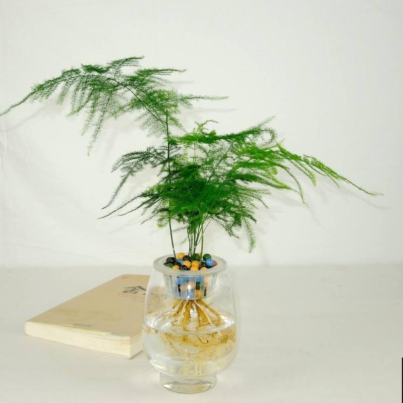 别人家的文竹，夏天都是“小森林”，羡慕啊！