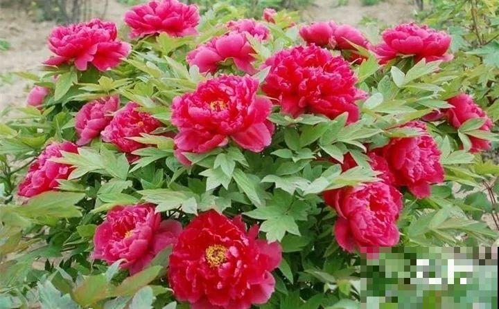 10种以假乱真的花，买花时睁大眼，免得被骗！