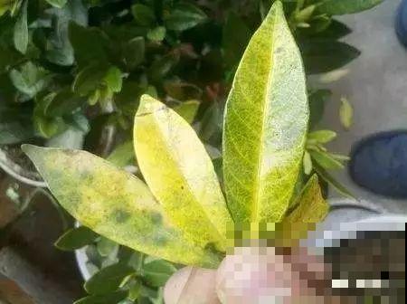 夏天养花黄叶子？赶紧剪一下，10天叶片绿的直滴油！