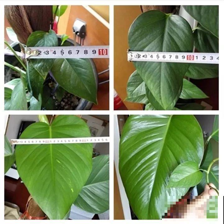 这8种花，拿棍子一绑凹个造型，身价嗖嗖往上翻！