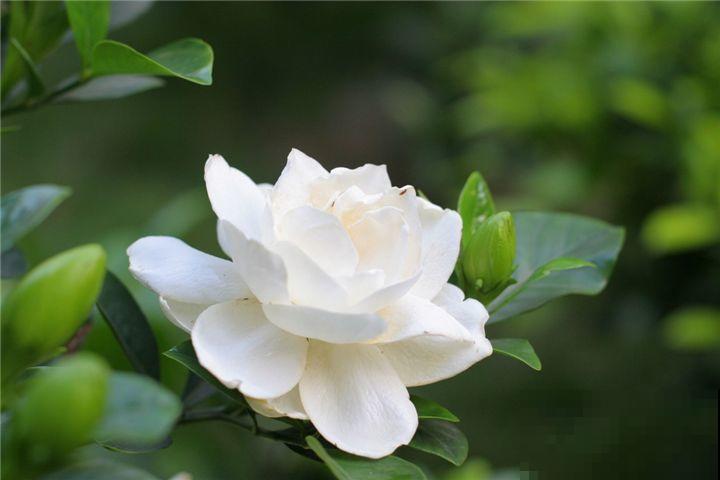 栀子花缺了它，黄叶还不长，真难伺候！