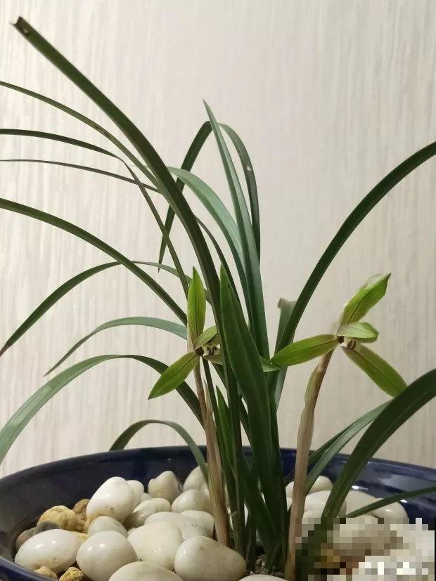 给花浇点它，新芽直冒挡不住，只能换大盆了！