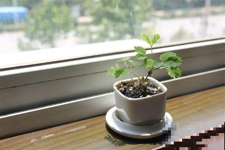 80种耐阴花，光线不好照样养的活，新手的救星！