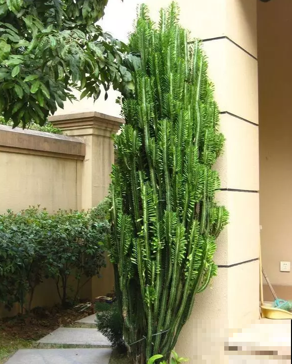 这花可真了不得，随便一养就猛蹿戳屋顶，吓得赶紧搬出去！