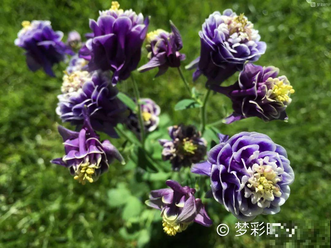 播种就要趁现在，不用一周出芽，三个月后就有花赏！