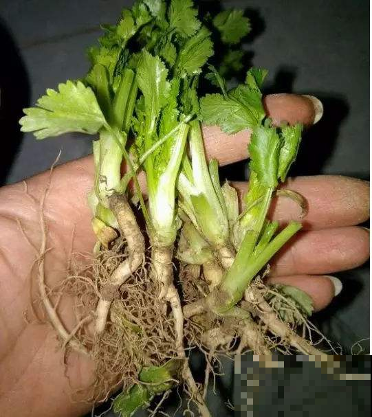 这菜是聚宝盆，永远吃不完，买一棵能成年累月的吃！