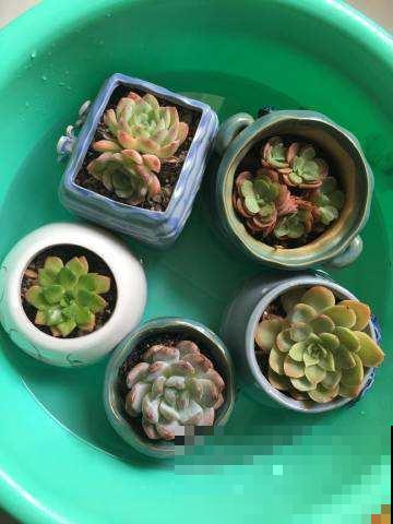 给花安个浇水神器，放心出门度假，再也不怕缺水萎蔫了！