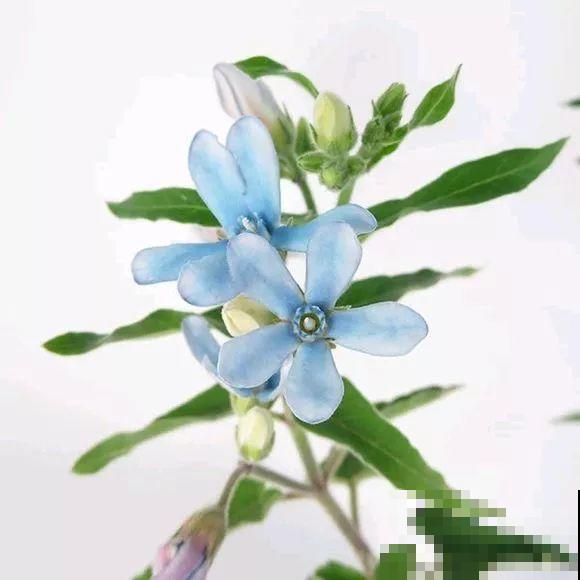 蓝色绣球最讨喜，咋调出来的？关键是土里多了它！
