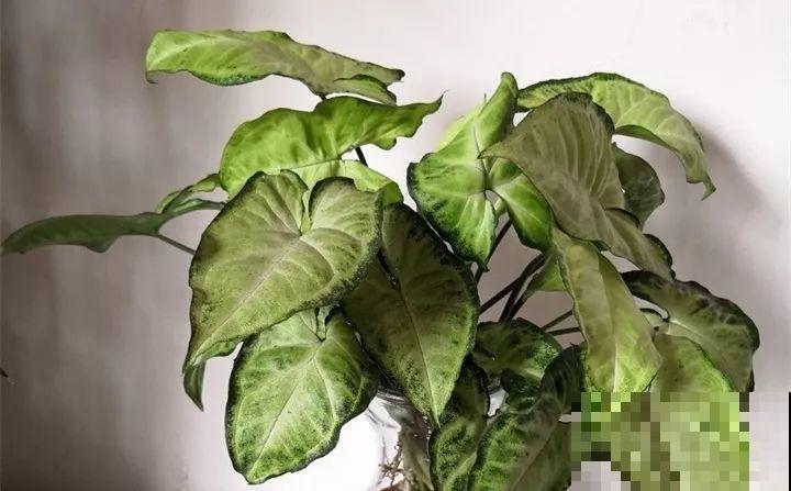 80种耐阴花，光线不好照样养的活，新手的救星！