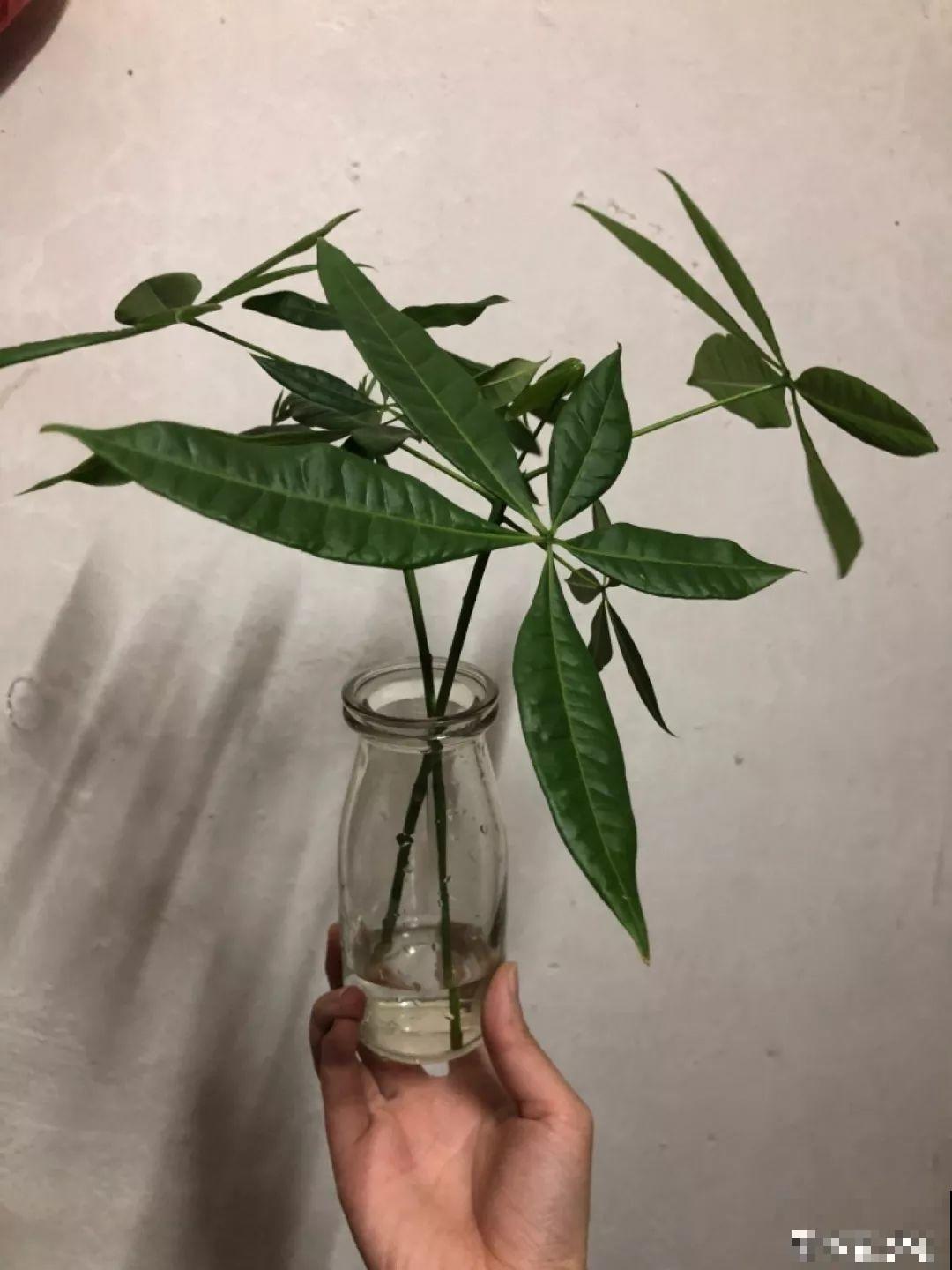 这12种花，夏天直接扔水里，蹭蹭长个开花拦不住！