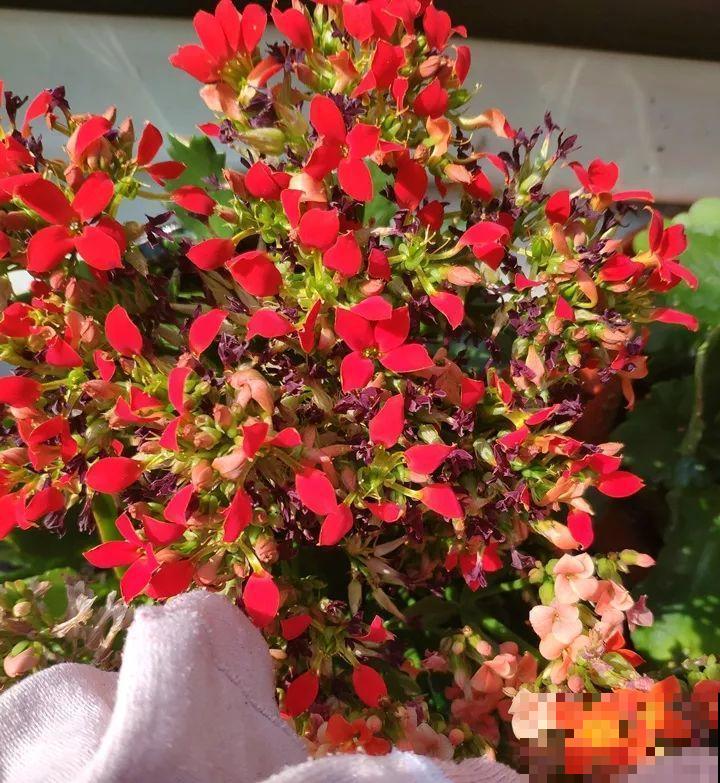 这花太能长，5年生了10麻袋，送人都送不完完！