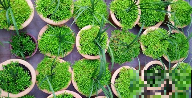 盆面都铺啥？这5种可是宝贝，专门护着兰花长个！