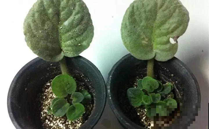 10种花扦插技巧，没事的时候插两盆，多到阳台都放不开！