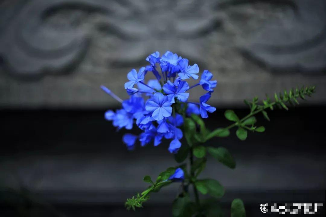 愿老来有个小院，养花种草，做一个幸福的养花奴！