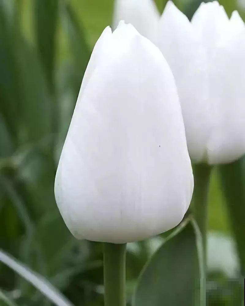这花沾土就活，丢门口爆成一大簇，谁见了都喜欢！