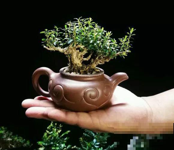 这花巴掌大，盆越小越挤，长得越旺盛！