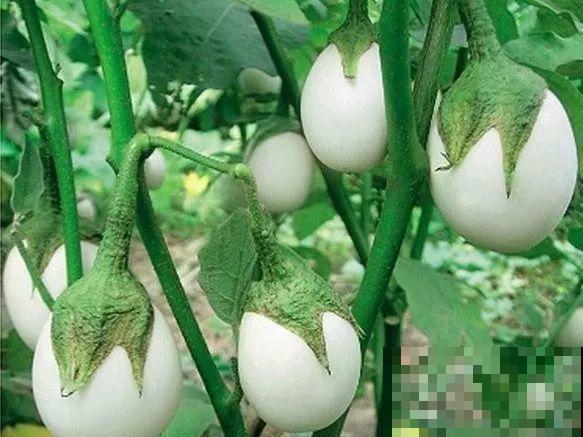 最奇葩的4种瓜，一边砍一边长，满树结出大鸡蛋！