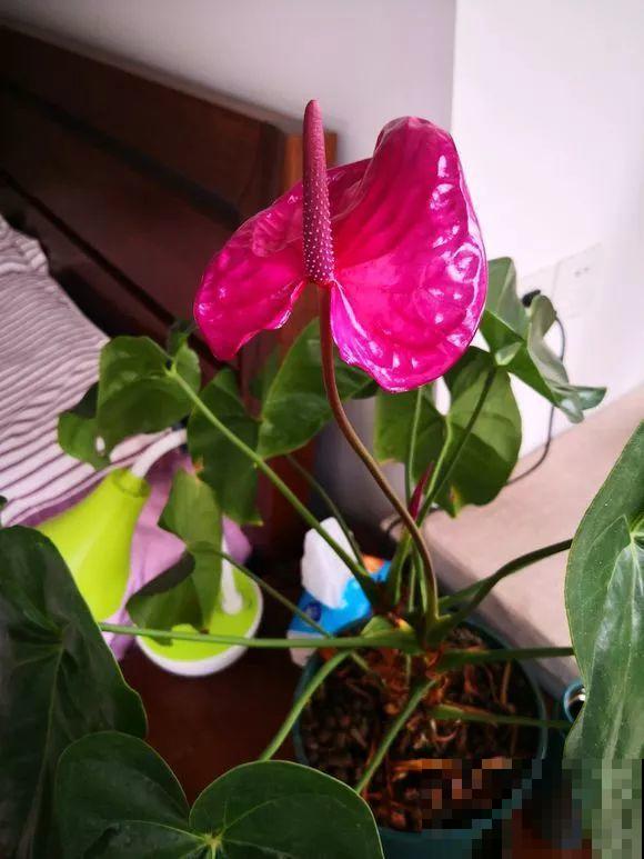 这花耐阴又吉祥，一片叶子巴掌大，比绿萝耐看多了！