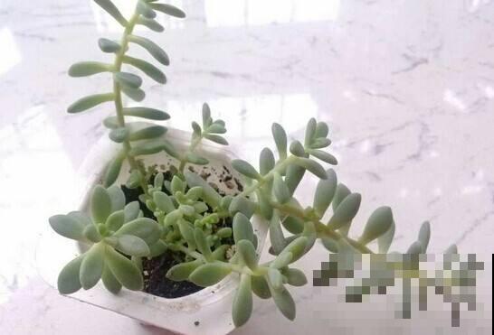 多肉徒长并非是坏事，别急着剪，还有你想不到的好处！