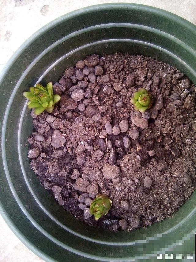 会休眠的12种花，想要安全度夏就别折腾，越浇水死的越快！