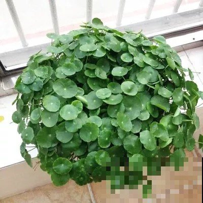 铜钱草越养越瘦？别水培了，扔土里秋天长成“大荷叶”！