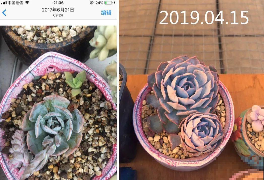 养了两年的多肉，都变成了胖胖的肉墩子，堪称“整容史”！
