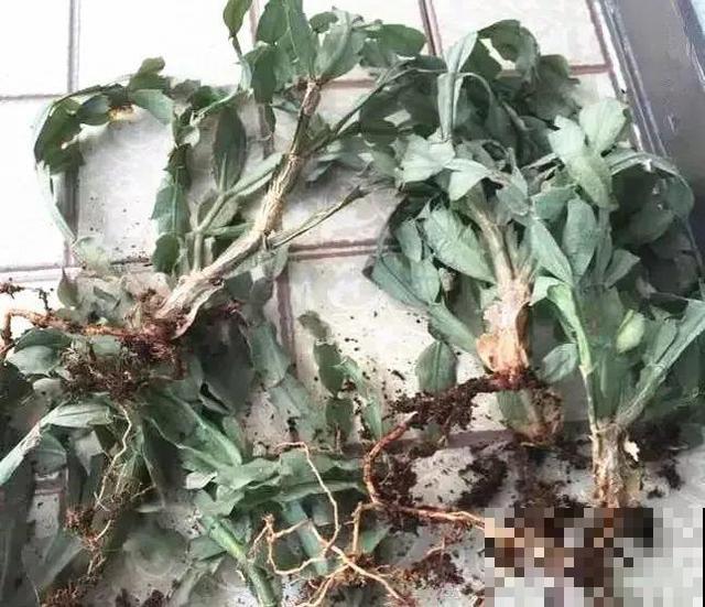 会休眠的12种花，想要安全度夏就别折腾，越浇水死的越快！