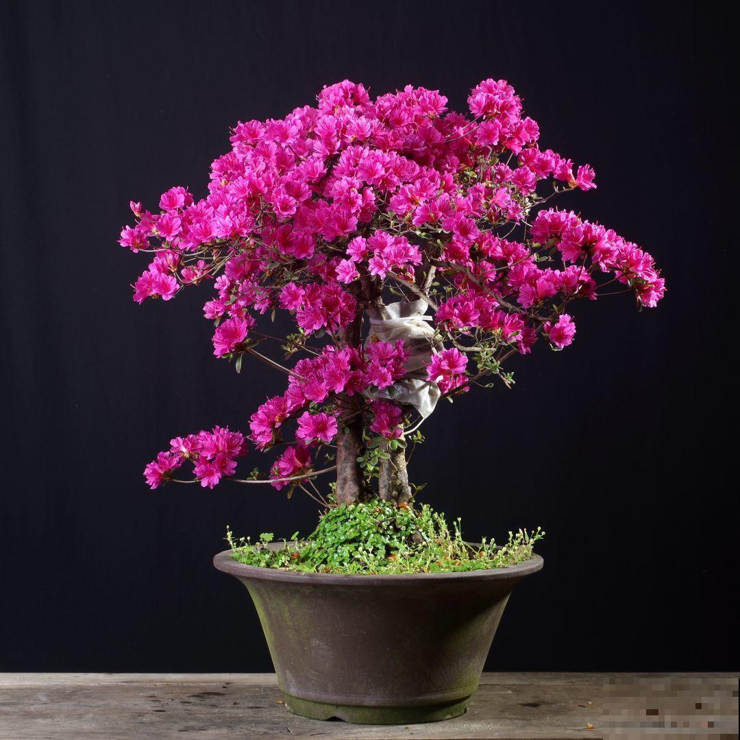 公认难养的花，他花10年时间养成盆景，价值翻倍！