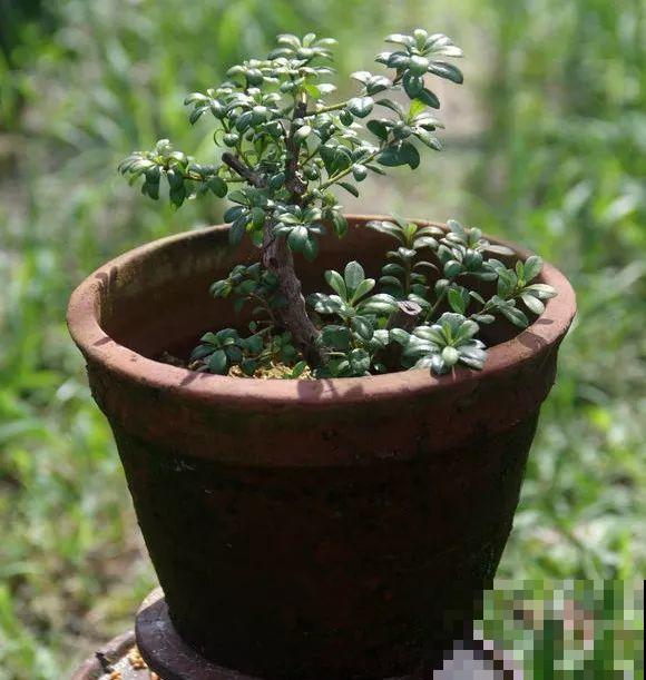 公认难养的花，他花10年时间养成盆景，价值翻倍！
